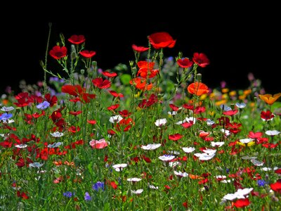 Backlighting spring nature