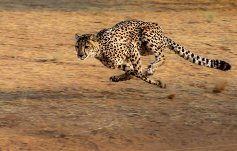Running Cheetah on the african plains photo
