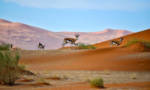 Antelope on a Sand Dune photo
