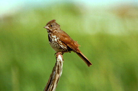 Fox Sparrow