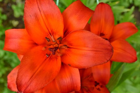 Beautiful Flowers lily pollen photo