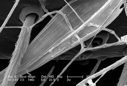 Brown spinning widow