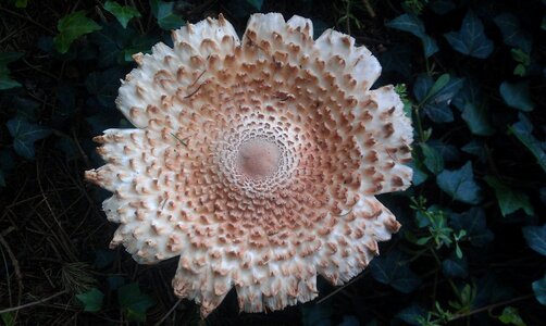 Autumn ivy toadstool photo