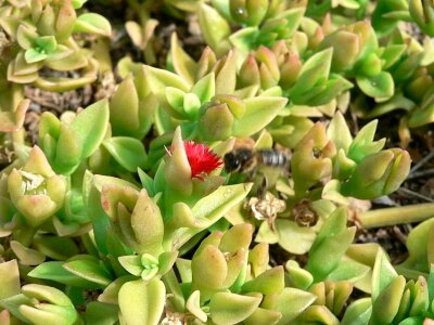 Bloom bush little