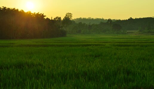 India rice paddy