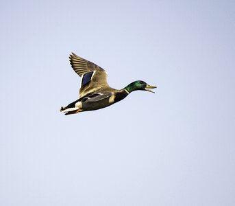 Mallard Quacking in Flight photo