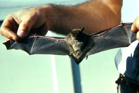 Animal bat big brown bat