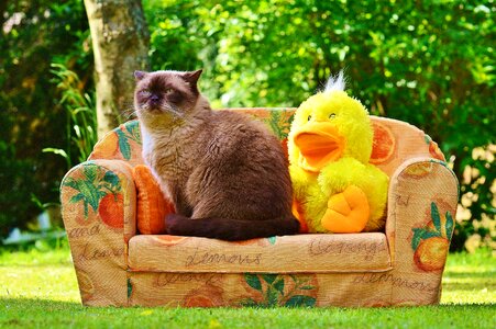 Duck cat british shorthair photo