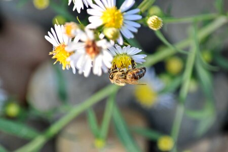 Chamomile detail honeybee photo