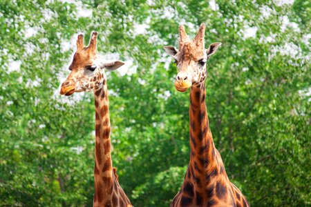 Couple forest giraffe photo