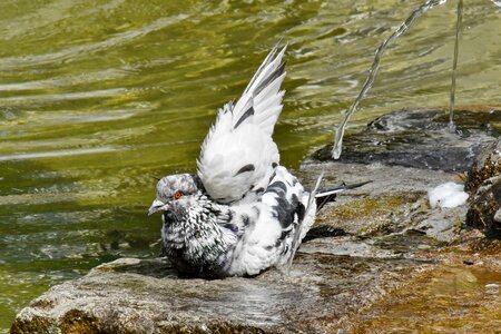 Bathing fountain pigeon photo