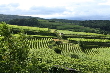 Germany kaiserstuhl landscape