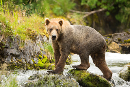 Kodiak brown bear on the falls