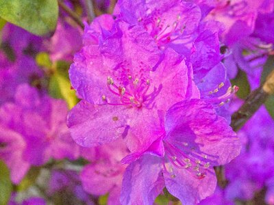 Beautiful beautiful flowers billboard