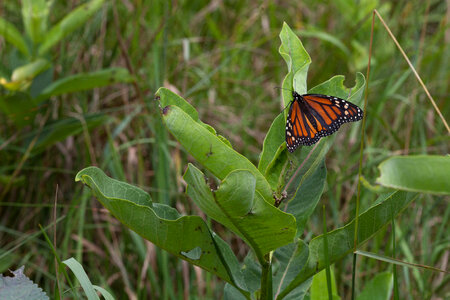 Monarch Butterfly on a milkweed plant