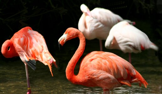 Pink colour coloration photo