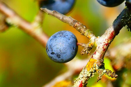 Heckendorn steinobstgewaechs prunus spinosa