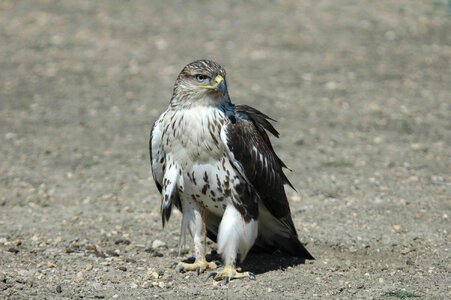 Ferruginous hawk-2