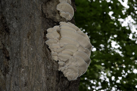 Fungus on the tree in Algonquin Provincial Park, Ontario