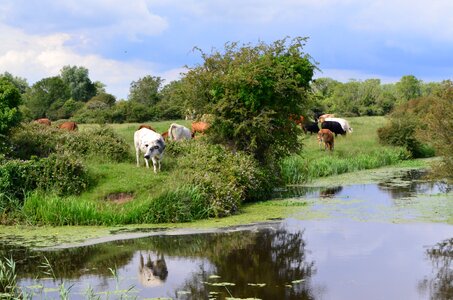 Cattle grasslands greens