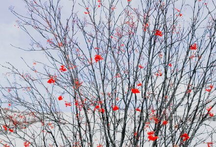 Sorbus Tree in the Winter Time photo