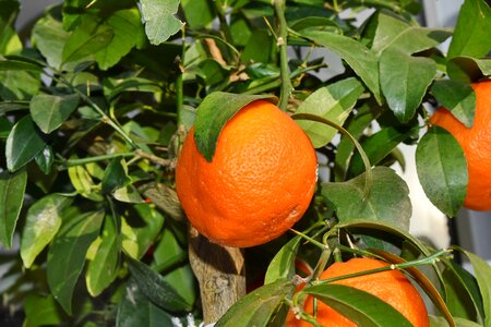 Tropical orange healthy