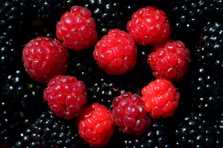 Berry blackberry calorie photo