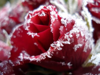 Ice frozen roses photo