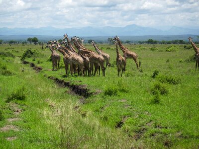 Mikumi giraffe wilderness