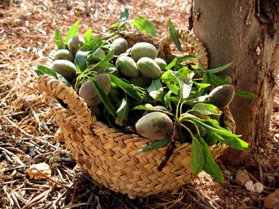 Agriculture basket diet