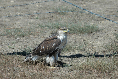 Ferruginous hawk-1