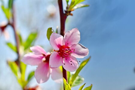 Flower Bud pinkish shrub photo