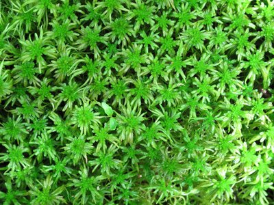 Background greenery sphagnum