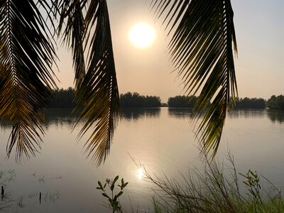 Lake palm tree sunset photo