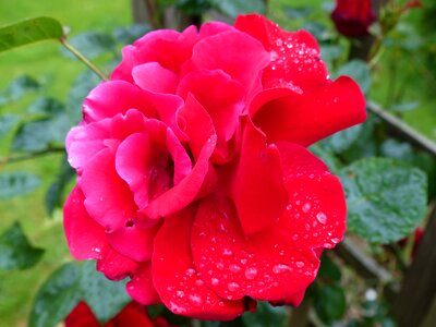 Dew drip romantic