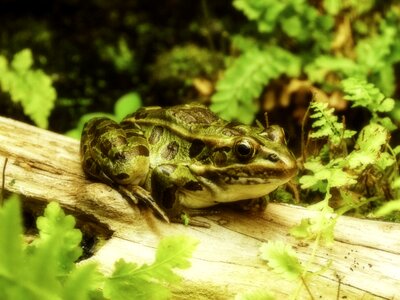 Animal creature frog pond