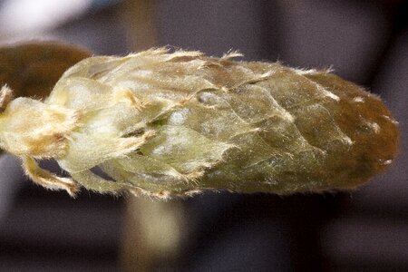 Glycinen ticular inflorescence