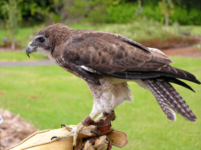 Brown Falcon on hand photo