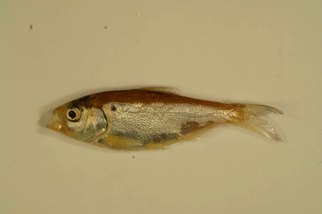 Dorosoma petenense-1