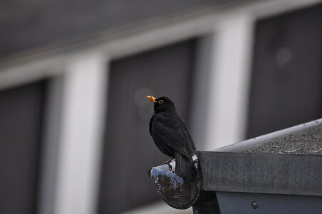 Blackbird on the gutter No.2 photo