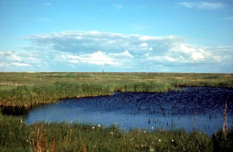 Camp marsh sedge