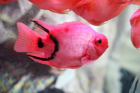 Bright Pink Fish photo