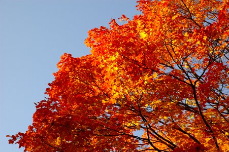 Autumn golden autumn fall colors photo