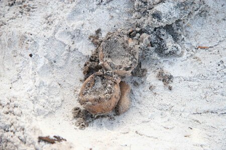 Excavation prior tortoise