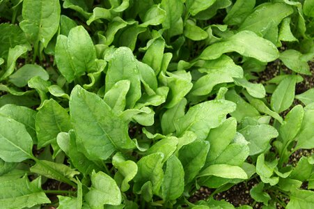 Spinach vegetables vegetable