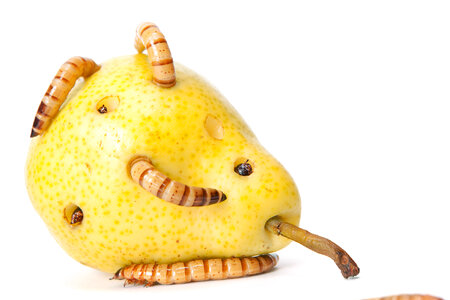 worms in pear