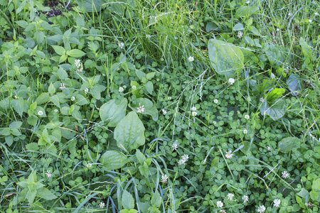 Blossom dark green flora