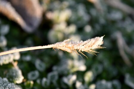 Dry frosty grass photo