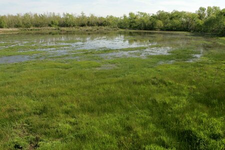 Marsh refuge scenic