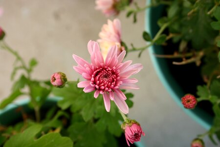 Plant macro flowers